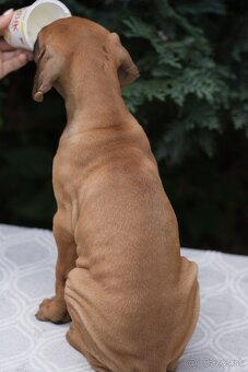 rhodesian ridgeback s PP nestandartni pejsek 🩷 - - 3