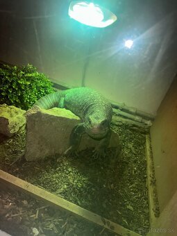 Varanus exanthematicus - 3