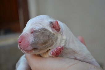 American bully - 3