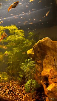 Gubky / Gupky na predaj - 3