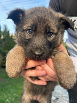 Nemecky ovčiak šteniatka - 3