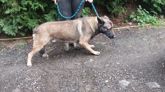 Nemecký belgický ovciak - 3