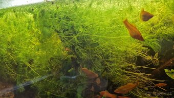 Darujem ,plávajúce rastlinky rožkatec - 3