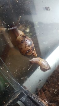 Predám africke slimaky Lisoachatina recitulata - 3