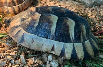 Testudo Marginata - 3