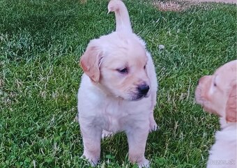 Zlatý retriever - 3