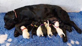 Labrador s PP žlté a čierne šteniatka - 3