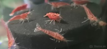 Predám krevetky  - Neocaridina davidi - red cherry - 3