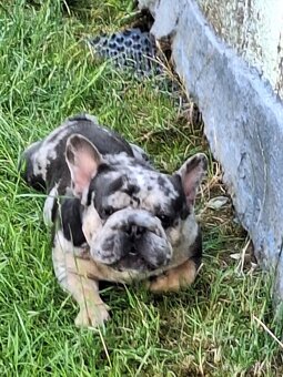 Francuzsky buldoček - 3