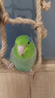 Predávam Forpusy - 3