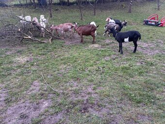 Predám dojné kozi - 3