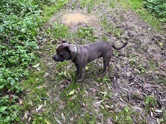 Modry Stafford na krytie - 3