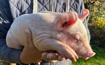 Predám odštavčata, Eladó malacok - 3