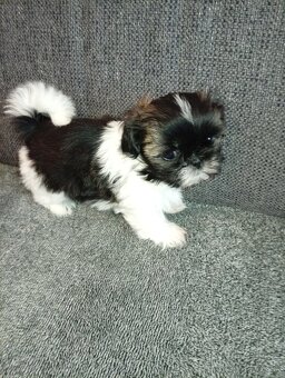 Shi-tzu - 3