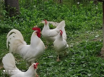 Leghorn - 3