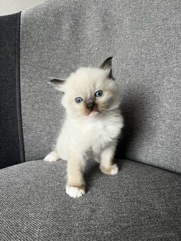 Ragdoll mačiatka - 3