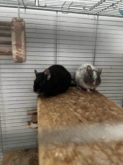 Osmak degu s klietkov - 3