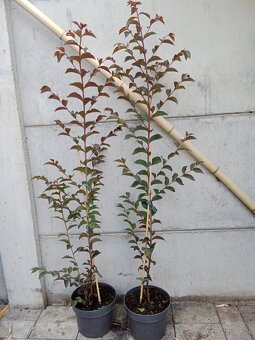 100-120cm BLACK DIAMOND s tmavými listami a s ružovými kvet - 3