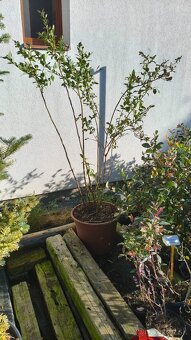 Čučoriedka Bluecrop cca 170 cm vysoká 6 ročná - 3