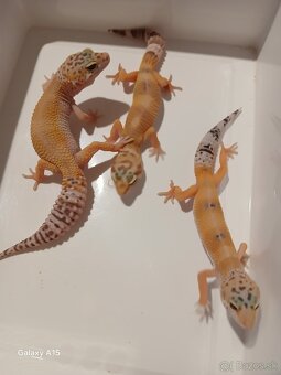 Gekončíky nočne - 3