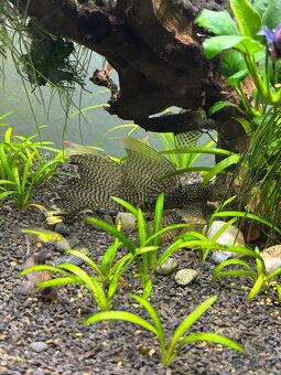 Ancistrus Long fin - 3