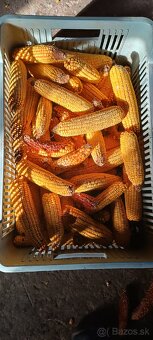 Jačmeň, kukuricu. - 3