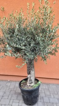 Predám olivovník - 3