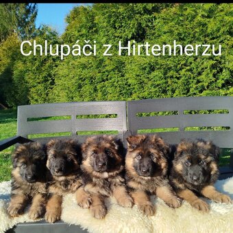 Německý ovčák s PP dlouhosrstá fenka - 3