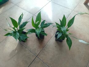 Lopatkovec biely 3mes rastlina 1ks/3,50€+posta - 3