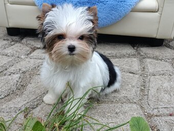 Biewer Yorkshire terrier - 3