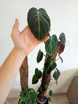 Philodenron, Monstera - 3