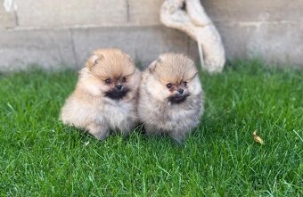 Nememcký špic/ Pomeranian - 3