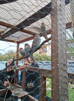 Predam korely a andulky - 3