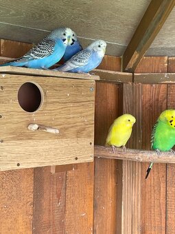 Andulky – rôzne farby, zdravé a hravé (predaj) - 3