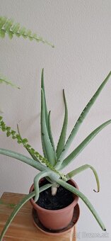 Predám aloe vera - 3