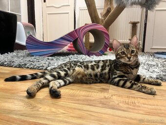 Bengalska mačka - 3