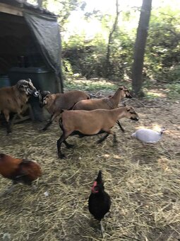 Predám kamerunské ovce - 3