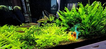 Predám 400l akvárium 180cm komplet + Eheim filter + CO2 - 3