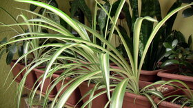 Zelenec (Chlorophytum Capense) Rastlinka v Kvetináči 5-30 cm - 3