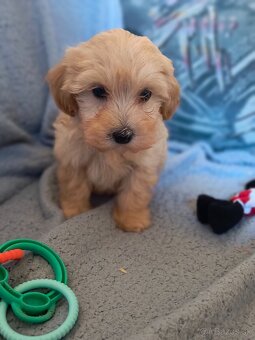 Maltipoo - 3