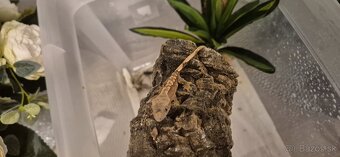 Pagekon riasnaty - 3