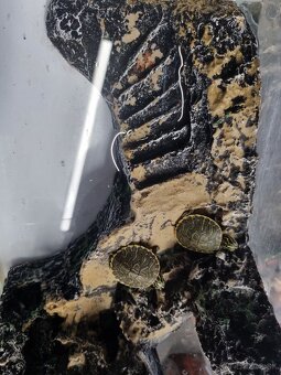 Vodná korytnačka - 3