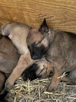 šteniatka kríženec nemecko-belgický ovčiak (cross) - 3