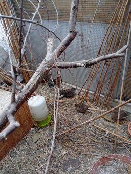 Prepelica čínska, prepeličky - 3