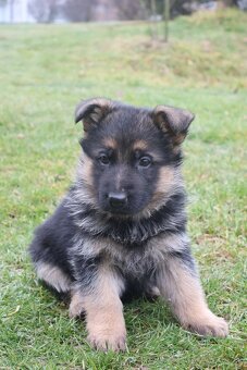 Nemecký ovčiak s PP - 3