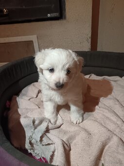 Ponúkam šteniatka - 3