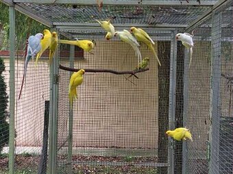 Alex.malý predaj aj chovné páry - 3