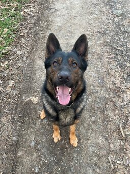 Nemecky ovčiak krytie - 3