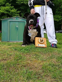 American Bully posledný psik - 3