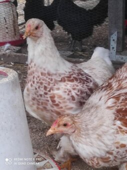 Araucana lavender , lakenfeldka, brahmanka - 3